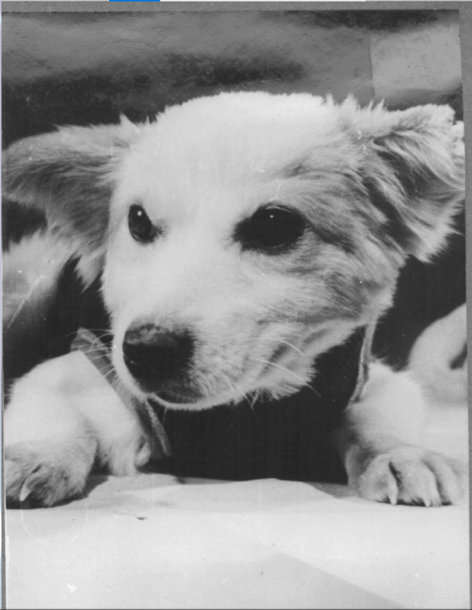 Собака Жемчужная — одна из первых участниц программы, три полёта